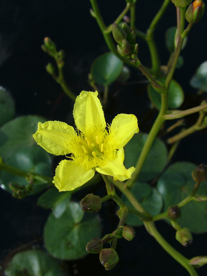 Running Marsh Flower (Villarsia reniformis) in Blue Lake South at Grampians Paradise