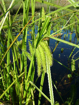 Tassel Sedge Carex fascicularis in Valley Lake