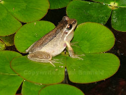 Southern Brown Tree Frog on Smooth Nardoo (Marsilea mutica)