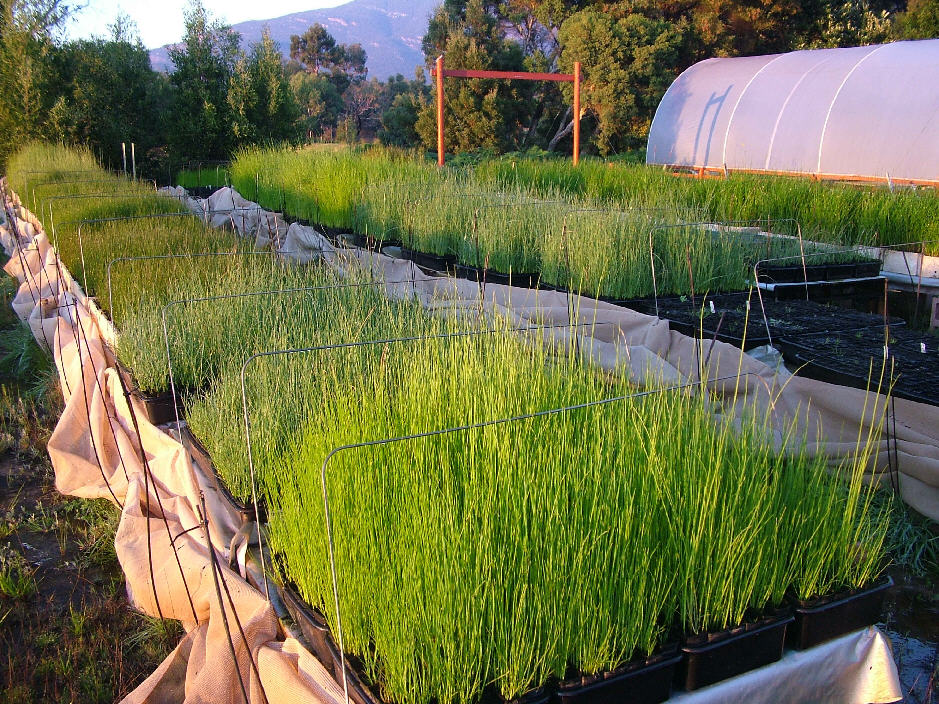 Sedges and Rushes growing in foresty tubes in part of Wetlands Creations wetland plant nursery Plants grown for orders in 2011